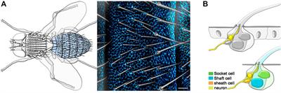 Photoablation at single cell resolution and its application in the Drosophila epidermis and peripheral nervous system